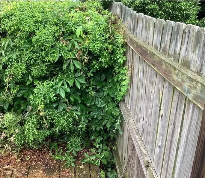 Before: a weathered gray wood fence overgrown with vines